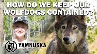 Learn all about the wolfdog's containment needs at Yamnuska Wolfdog Sanctuary!