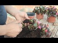 How to Grow Begonias