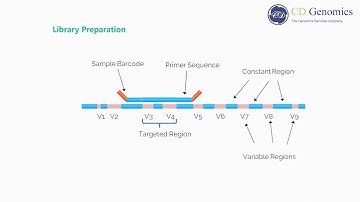 What Is 16s rRNA sequencing?