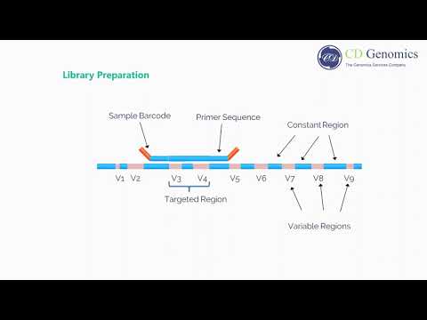 Video: Wat is de functie van 16s-rRNA?