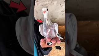 Transparent Creatures That Dont Look Real