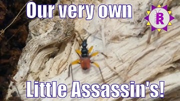 BONUS VIDEO - Assassin bug nymphs! Thanks PETER!