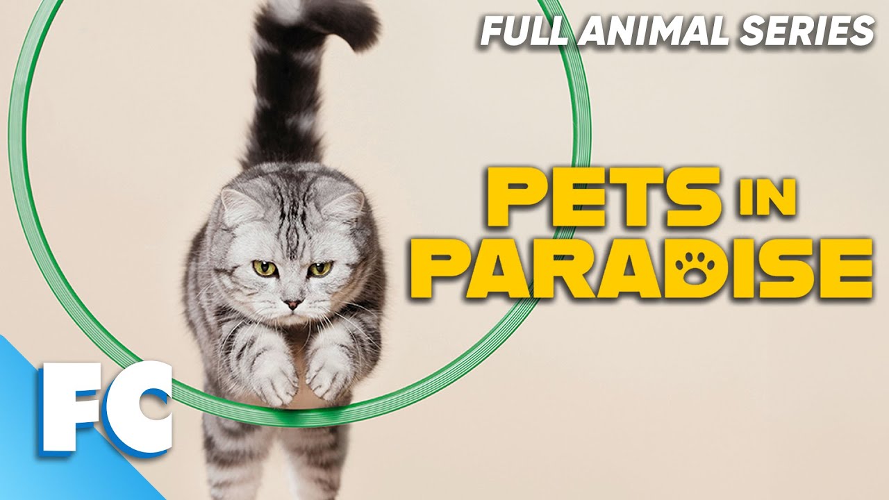 Ptes Show Pets In Paradise (21/26) | Season 2 Episode 08: The Right Fit | Full ...