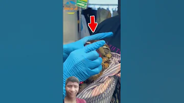 She Rescued A Cute Owl 