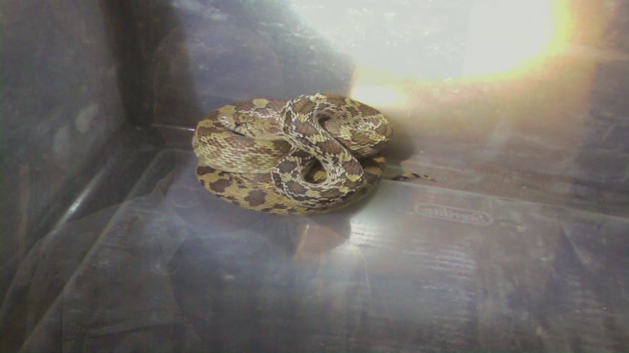 Police capture snake in NE ABQ home YouTube