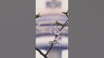 🌸 High Park Cherry Blossoms 2025: Toronto’s Must-See Spring Wonder! 🌼📸