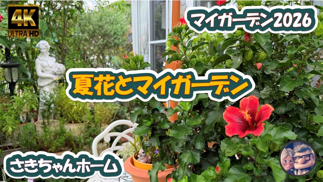 4K】2026年9月26日 🌺夏花ハイビスカスが咲いています。 #flowers