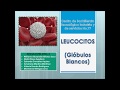 Leucocitos (Glóbulos Blancos)