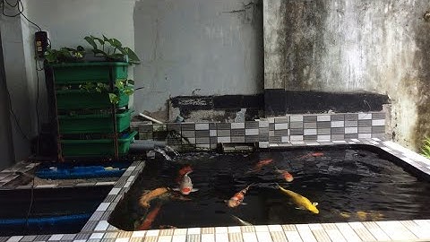 Hồ Cá Koi Tổng 6 Khối Nuôi Toàn Cá Nhật Đẹp - Lọc Chuẩn - Nước Trong Vắt.Hồ Của Anh Phúc Ở Cửu Chi.