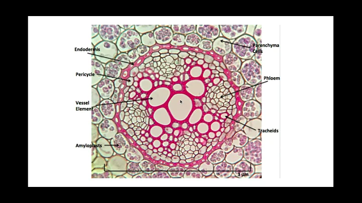 3.1.3. Transport in plants d) Apoplast, Symplast pathways and cohesion-adhesion tension theory.