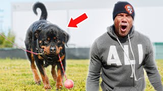 How To Protection Train Your Rottweiler!