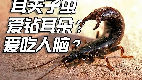 养了几只蠼螋，挺好玩的，就是要有脑子才行 - 天天要闻