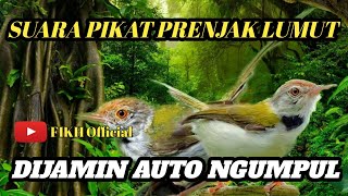 Download Lagu Suara Pikat Burung Prenjak Lumut Jantan Dan Betina Ribut Terbaru Anti Zonk. MP3