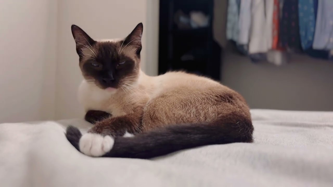 Siamese cat yawning is the cutest thing ever! 🥺