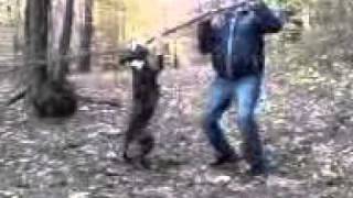 Amstaff Hektor In The Wood