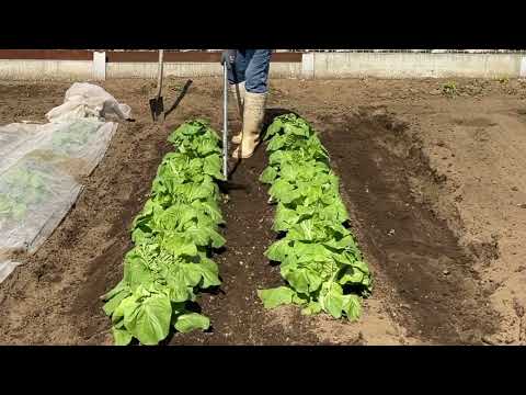 How to use nonwoven fabric to prevent disease and pests at the