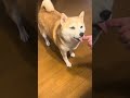 ASMR Satisfying Shibainu Eating ice cream #asmr #shortsvideo #shibainu