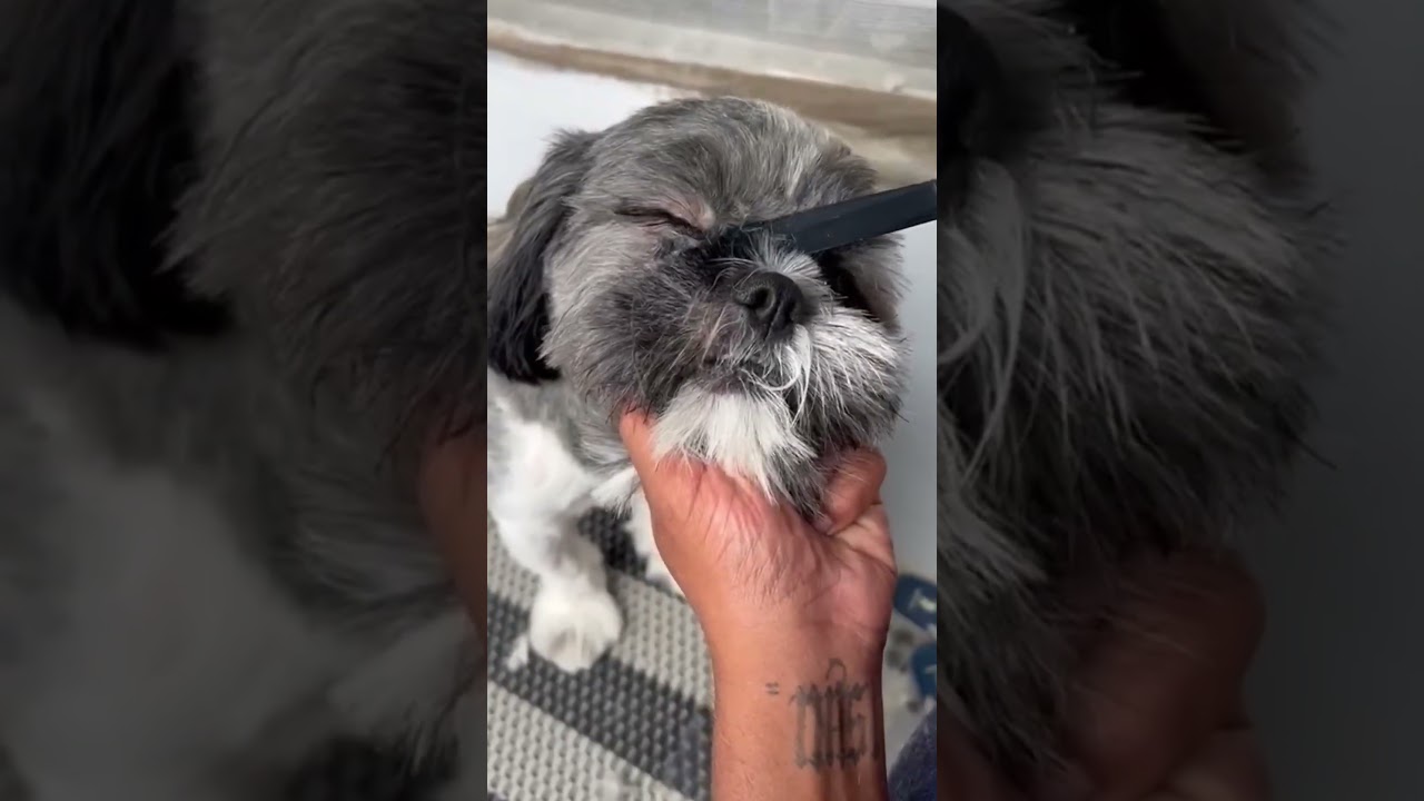 Watch as we turn this shaggy pup into a dapper dog!