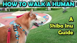 How to walk a human | 6 easy steps | A Shiba inu guide