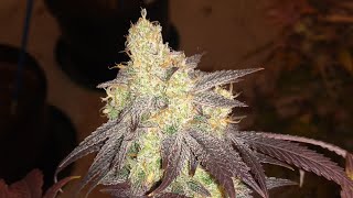Buds Grown under Mars Hydro Lights by Goliath Grower Episode 1