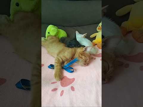 Cats Kittens Are 725 719 712 621 547 464 363 346 298 222 107 69 129 63day