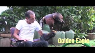 Top 5 Largest Eagles