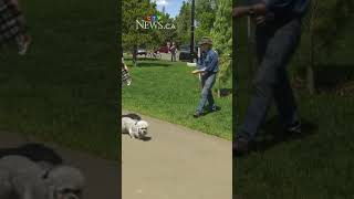 Dandie Dinmont Terriers parade at Hawrelak Park
