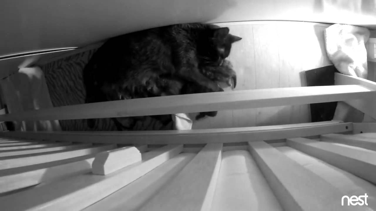 time lapse of mother cat moving kittens YouTube