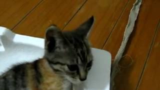 396 kittens,