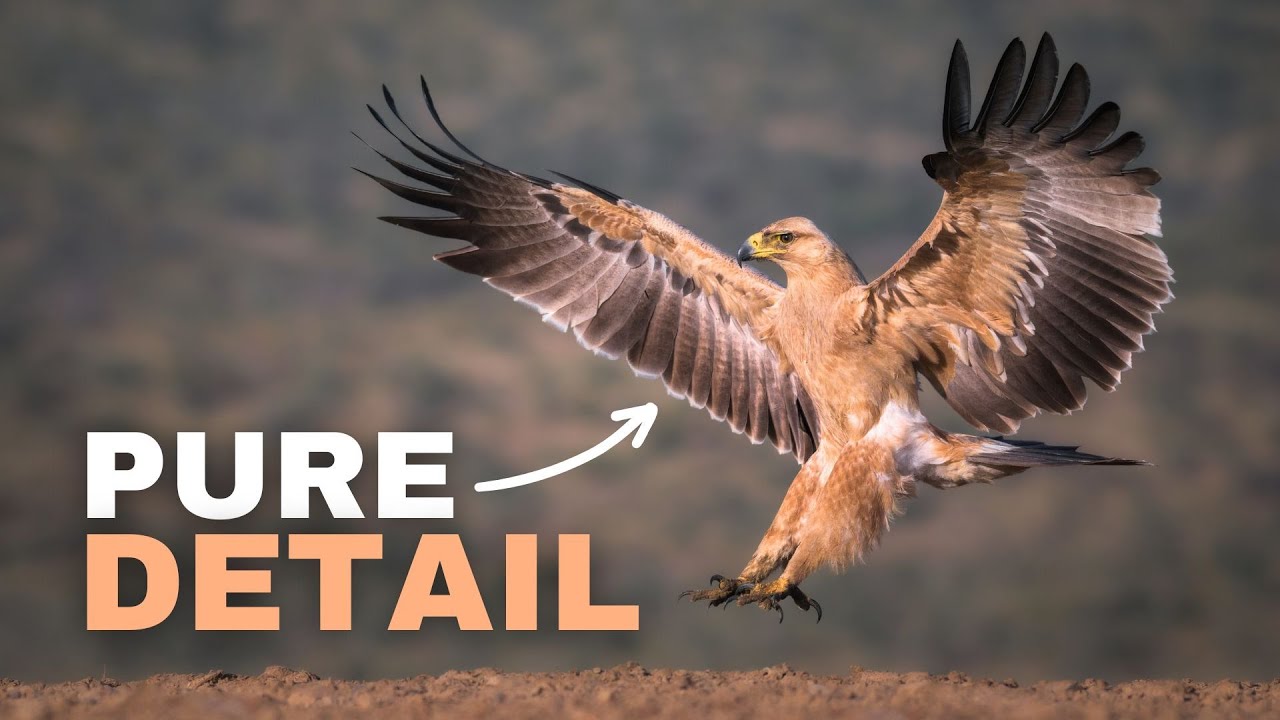 I Changed How I Edit My Wildlife Photos - YouTube