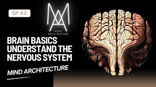 Mind Architecture The Nervous System A Journey Through Ou 2024 01 17