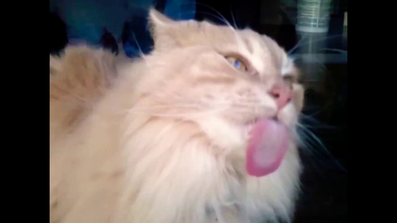 Fun with pet's unlimited try to don't laugh