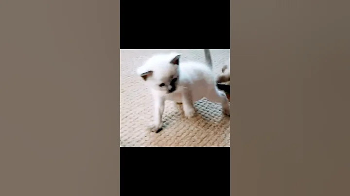 Watch the video about Baby Siamese Doesn't Know Brother Isn't Food