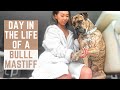 Day in the Life of a Bullmastiff