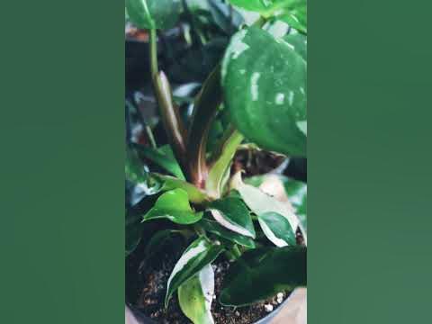 Филодендрон Белая Принцесса #philodendron #whiteprincess - YouTube