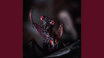 Directing My Destiny