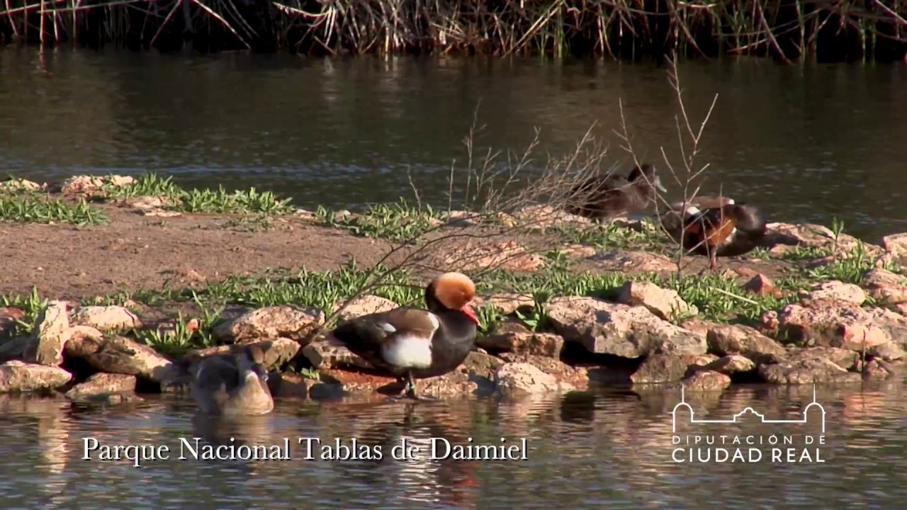 Parque Nacional Tablas de Daimiel - Diputación de Ciudad Real diputación foral de alava