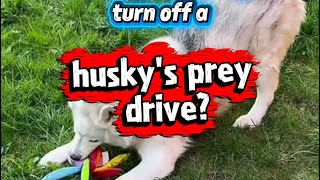 Can You Turn Off a Husky’s Prey Drive? 🐺 (The Truth)