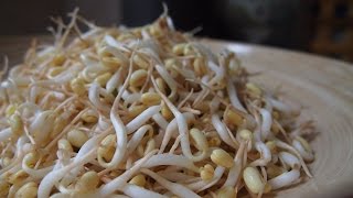 Легко и просто: как прорастить маш в домашних условиях. Легко и просто: как прорастить маш в домашних условиях.
