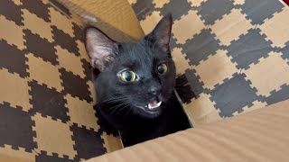 The cat Mia likes the new box