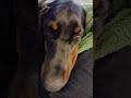 Nova #beawesome #youcool #awesome #doberman #dog #puppy #love