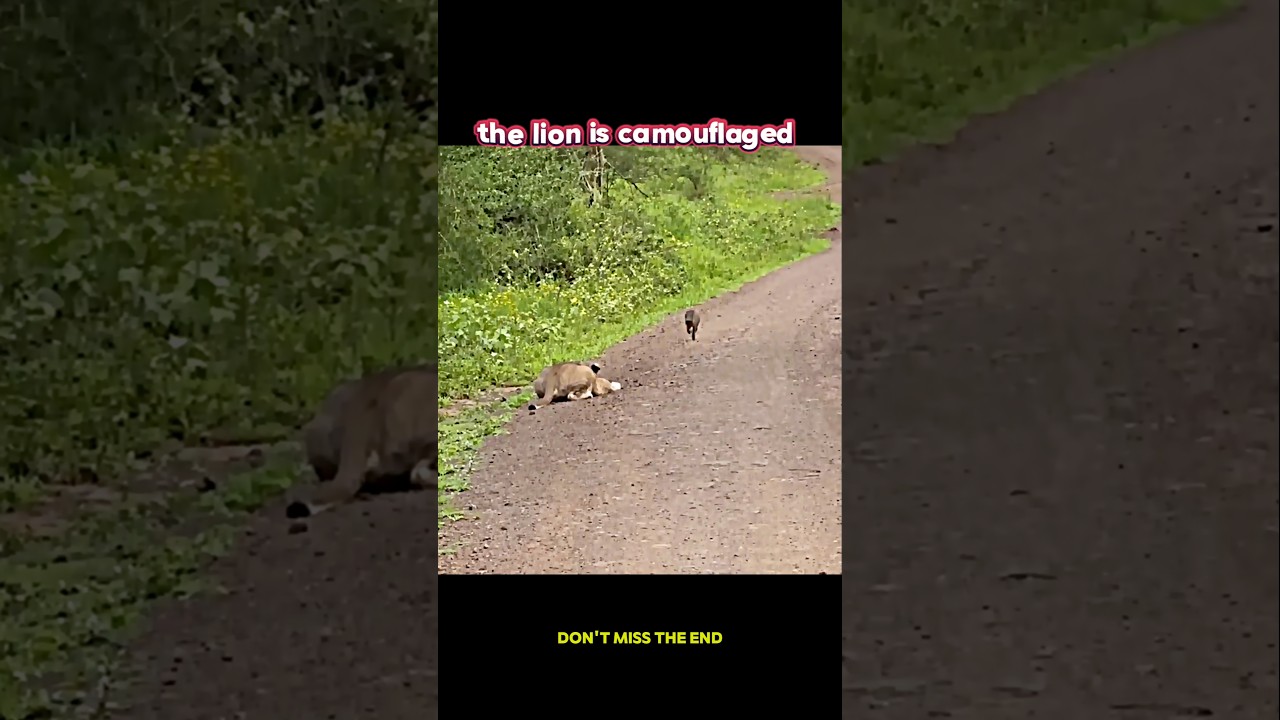 The Lion Missed… Then Came Back With a Trap