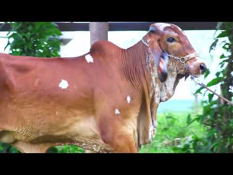 LOTE 25 BRISA FIV JC SEBA SEBA 222