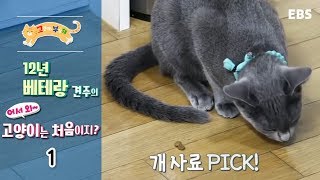 고양이를 부탁해  12년 베테랑 견주의 어서와 고양이는 처음이지_#001