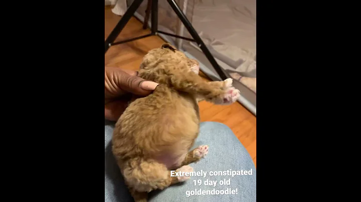 19 day old extremely constipated puppy part 1￼