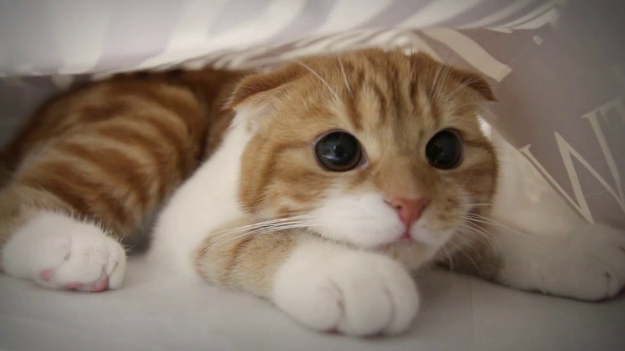 Adorable Kitten Gets Stuck Inside A Bag! YouTube