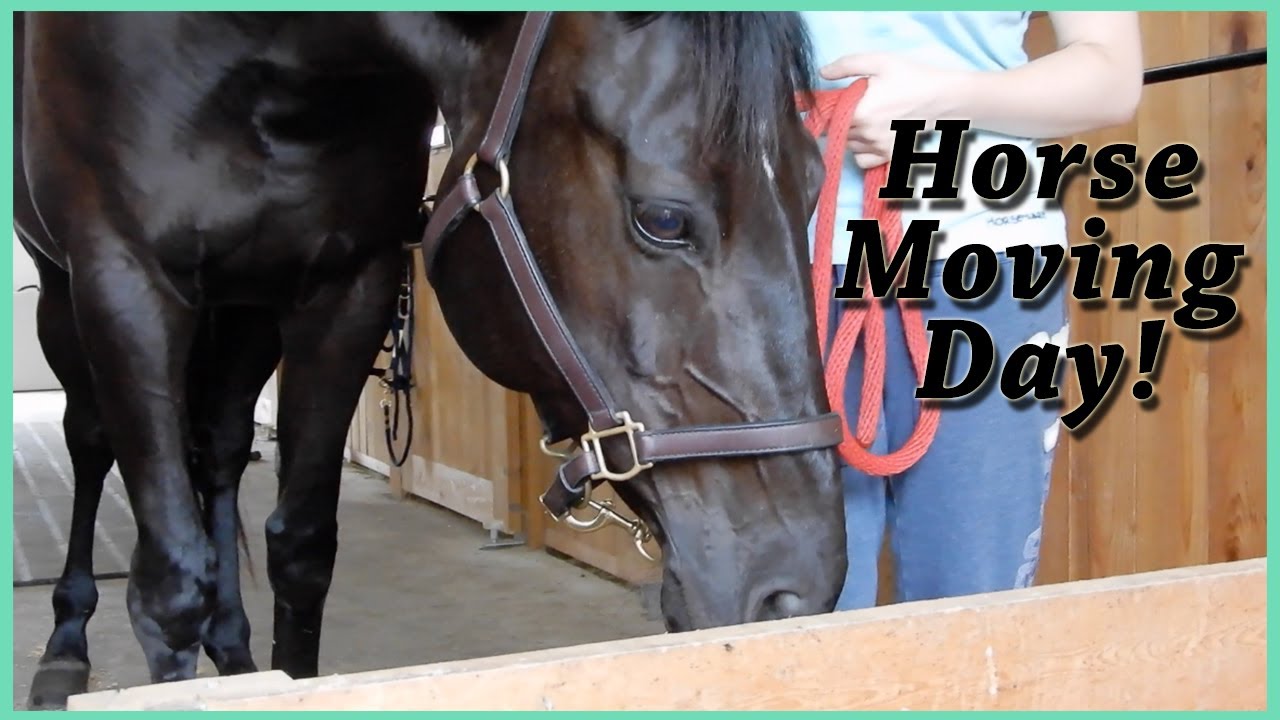 July 1st, CANADA DAY!!! Horse Moving Day | Mary's Vlogs