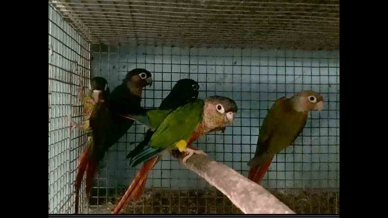 YSC CONOUR CHICKS SELF & OTHER BIRDS PROGRESS CHECK(KOLKATA LOVEBIRDS)