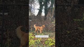 The Neighborhood Family Of Deer Came To Visit Willow Today. Can You Spot Them?