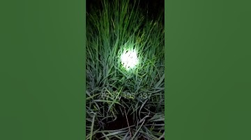 CẮM CÂU CÁ LÓC bằng mồi nhái, dùng lưỡi ó số 5 #shorts